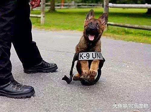 小警犬被开除“警籍”，结果却被抢着领养，网友们的眼睛都直了