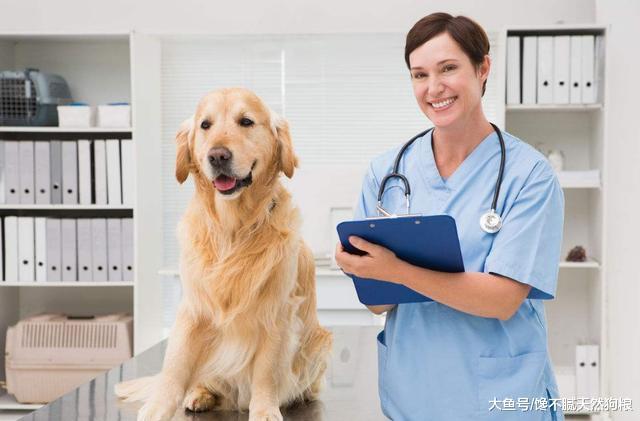 兽医告诉你: 为什么你的狗狗总是生病? 那是你经常做了这6点!