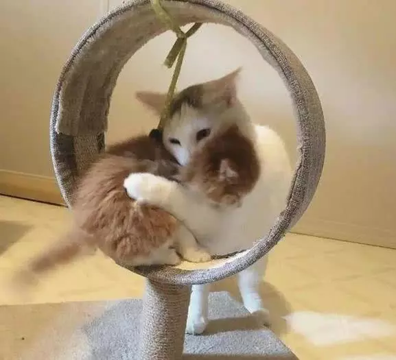 绝育过的猫叼回三只小猫崽，主人疑惑：你把谁家孩子偷来了