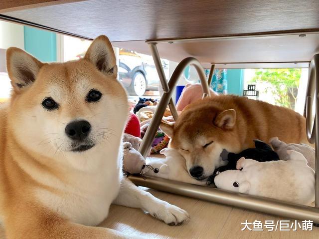 柴犬妹为引起哥哥注意，朝哥哥疯狂吐舌头挑衅，被咬后秒变老实