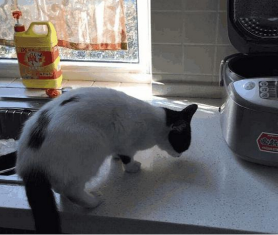 黄菡现实的豪宅曝光，厨房装大理石橱柜，家里椅子都是定制的