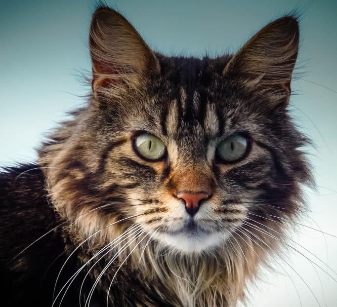 猫咪湿润的鼻子有什么作用？猫咪鼻子干是否就一定是生病了呢