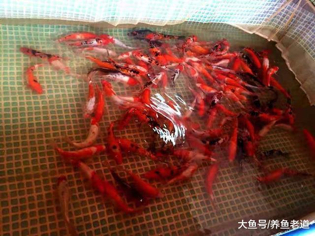 小鱼缸饲养草金鱼，为什么加大氧气量了，还是照样死鱼呢？