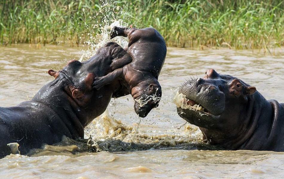 “肥者生存”——地球上最肥胖的动物