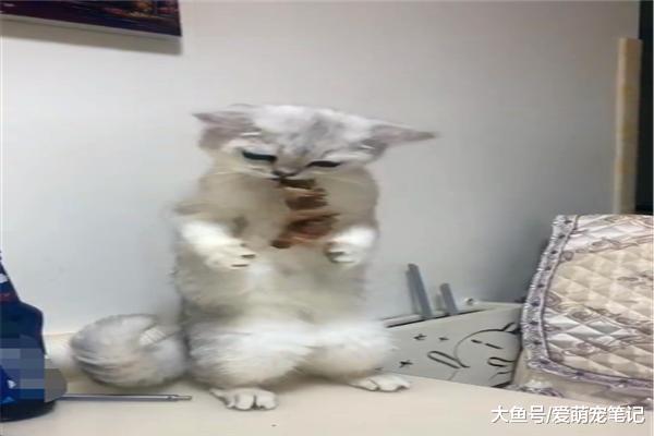 银渐层偷吃烤鸭，结果骨头卡在牙缝里了，无处安放的小手好可爱！