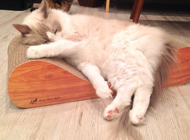 铲屎官：“我终于把猫咪赶下了床，让它有了自己的窝”