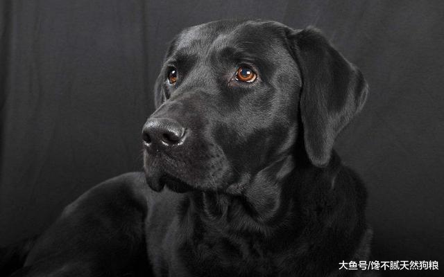 为什么说养拉布拉多犬, 要挑黑色的, 这5点确实让人着迷!