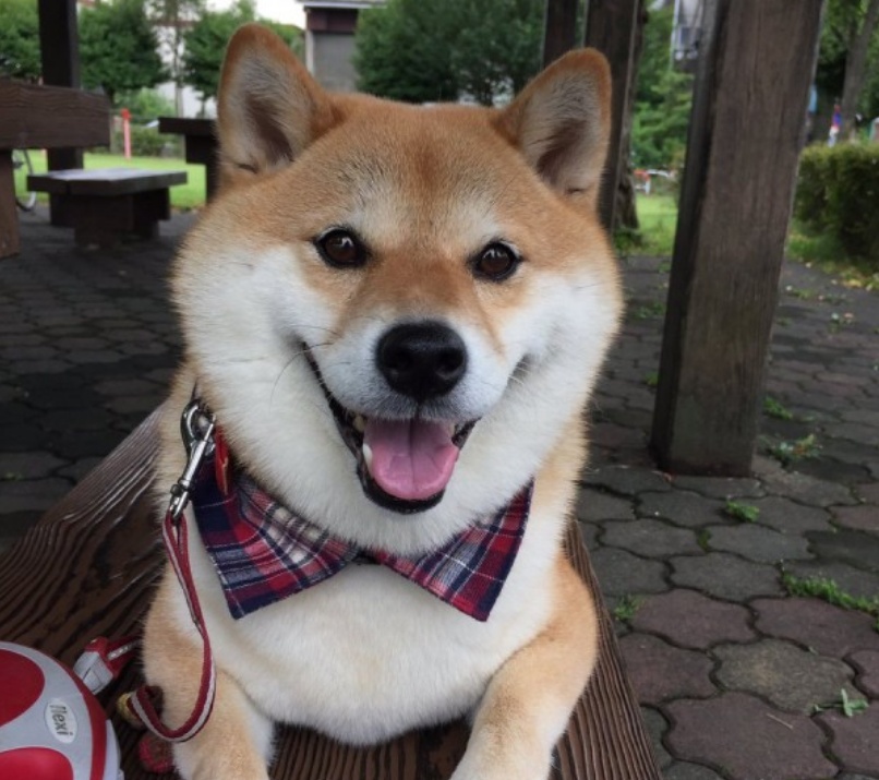 “我喜欢这公园，绝不回去汪！”12张狗狗的直率表情照让你笑不停