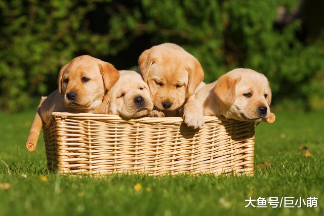 养狗先别急着做决定，四个选狗小提示，帮你避免选到“星期狗”