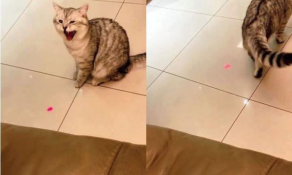 主人镭射笔兴奋逗猫全程自嗨，猫咪不动如山，转身用屁股无声嘲讽