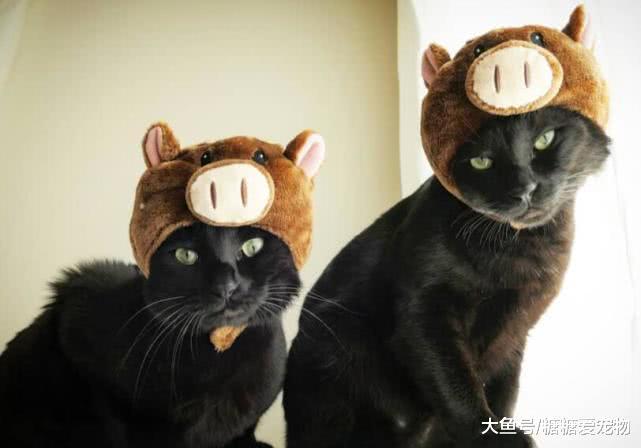 女子晒出自家“双胞胎”黑猫, 网友: 是哥俩吗? 傻傻分不清楚啊!