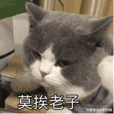 病毒顽强，致死率高达90%，让猫和主人措手不及的猫瘟如何预防？