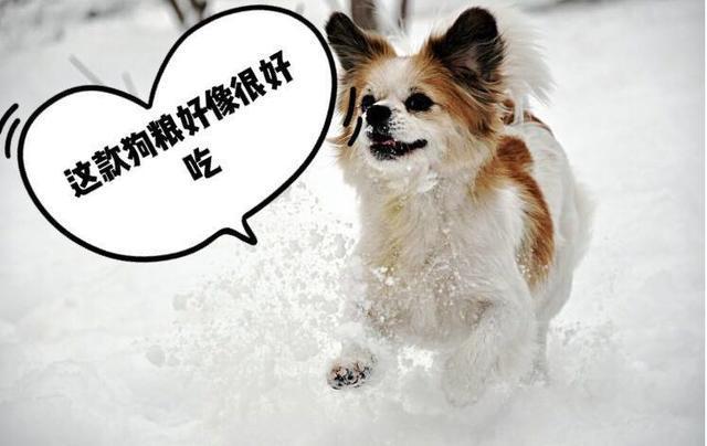 兽医提示: 狗狗有这“5个迹象”, 说明它耳朵长耳螨了!