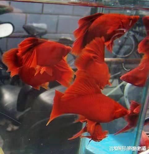 热带鱼患病, 一定不能用高浓度盐水浸泡!