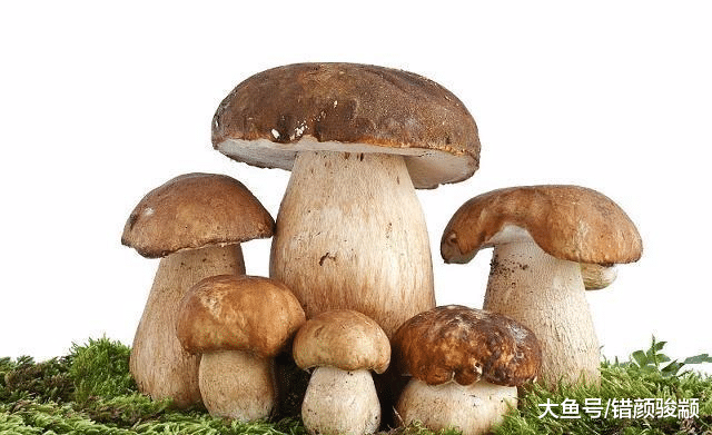 5種“奇特”的蘑菇，第1種蘑菇中的明星，最后一種會發綠色熒光