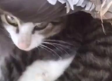 小奶猫怕冷, 藏到了母鸭的屁股下, 小表情亮了: 正宗鸭绒被