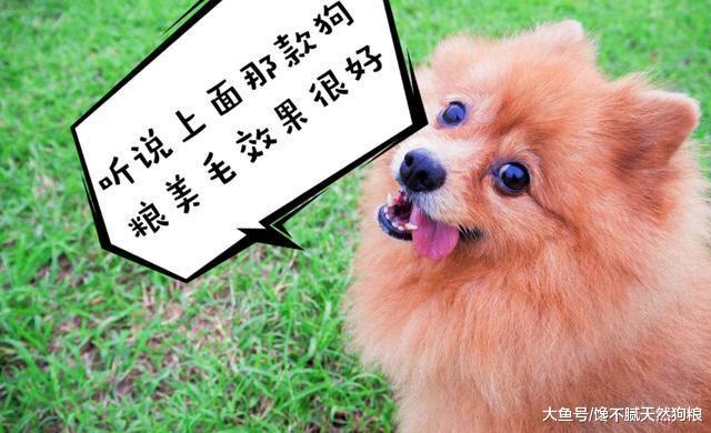 飼養博美犬的5大忌，別拿它的健康，為你的錯誤買單！