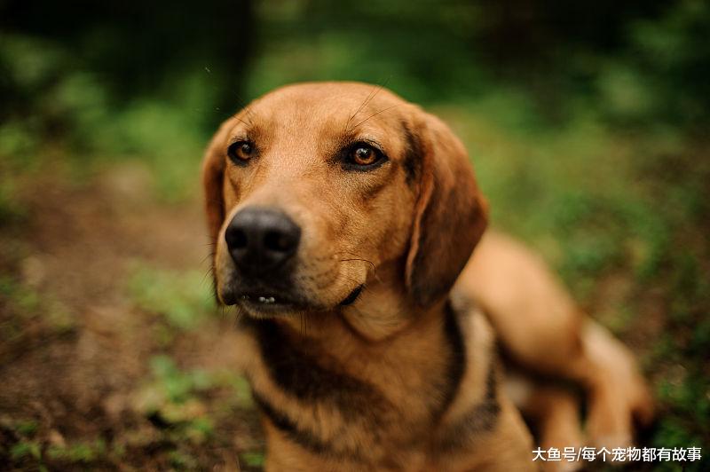 这些养狗知识，往往是暗藏的雷区，大家千万要当心