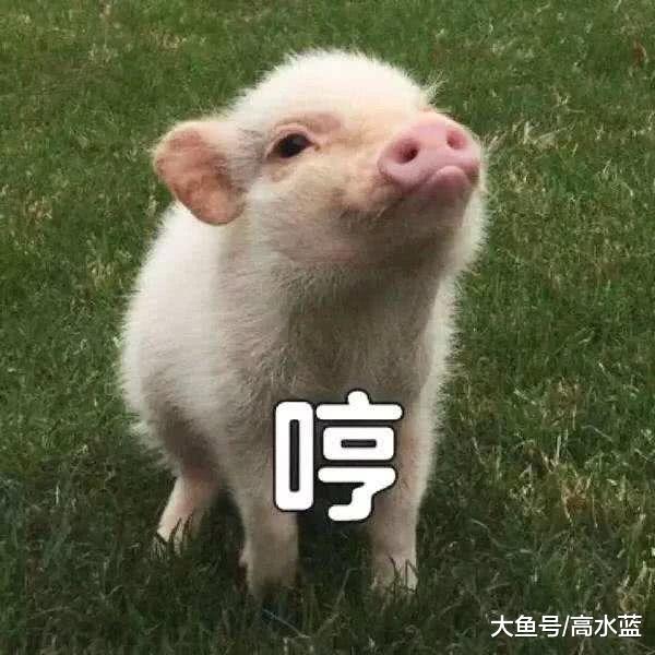 喜欢阿拉斯加的人，为什么不直接养猪？