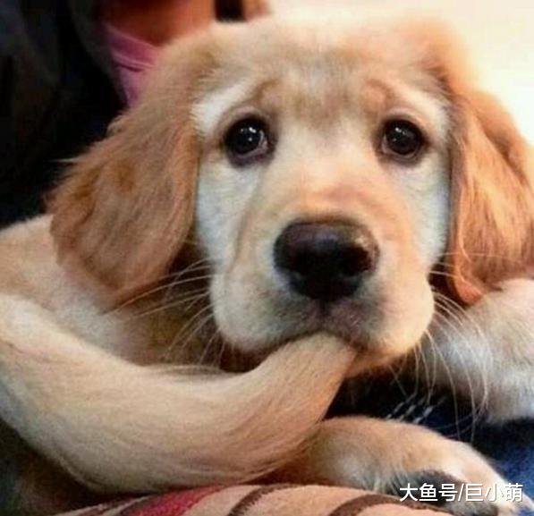 狗狗从好变坏，其实只需要主人做这些，就能让狗养成坏习惯