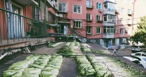 在东北，没有一颗大白菜能活着过冬！