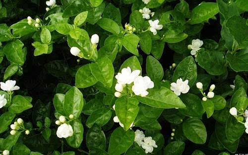 茉莉花开花爆盆和枝条的关系有什么，这里知道来看看吧