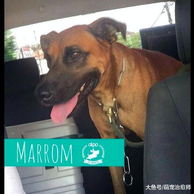 流浪漢犯病后狗狗守護在其身邊，被送醫后它在門口等了整整2天！