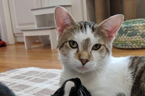 想知道你的猫爱不爱你？有这三大表现，爱你无疑！