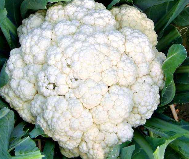 长期食用可以降低乳腺癌，胃癌，直肠癌的发病几率