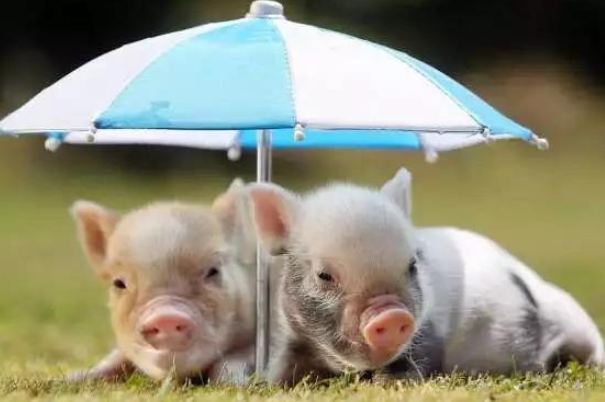 一只茶杯猪的价格是多少？养一只茶杯猪怎么样呢？茶杯猪应该怎么饲养？