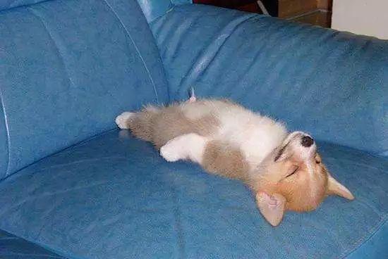 想知道狗狗是爱你还是讨厌你? 看它睡在哪里就知道了!