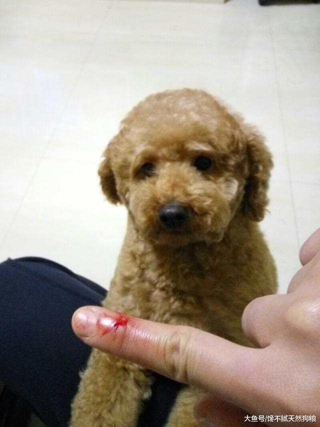 如果你家狗狗突然有这5个表现, 说明它要开始背叛你了!