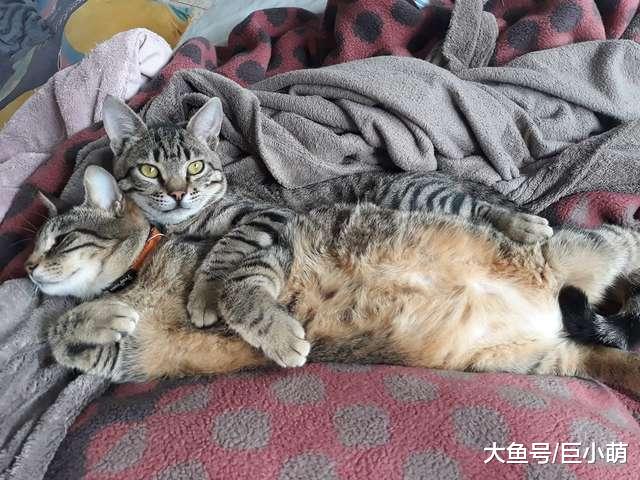 猫咪天天玩床垫，故意弄倒看主人扶起来，还装一脸无辜