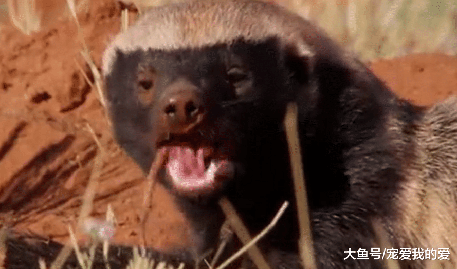 地表最强动物“平头哥”，马云也是它的迷弟！创造出吉尼斯世界纪录