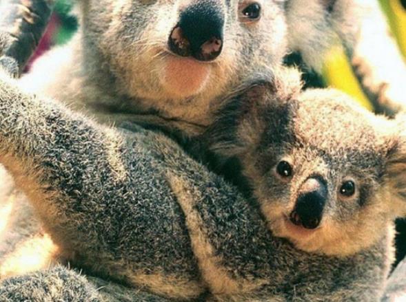 一大早金毛驮着只小考拉, 表情亮了, 网友: 暖男金毛