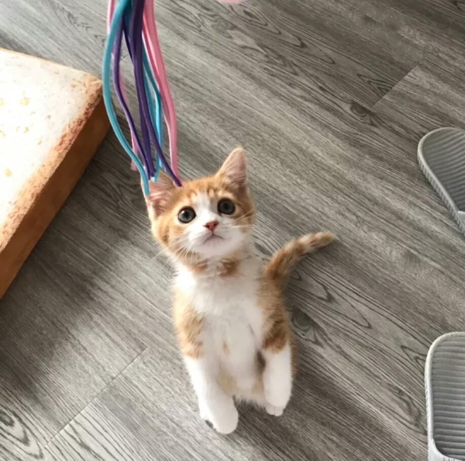 猫咪不和铲屎官一块玩，看铲屎官拿逗猫棒的样子，就像是看傻子