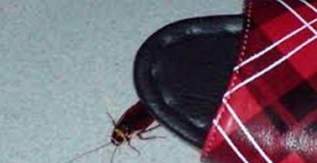 专家表示：绝对不能“用拖鞋打蟑螂”，这是危险的行为