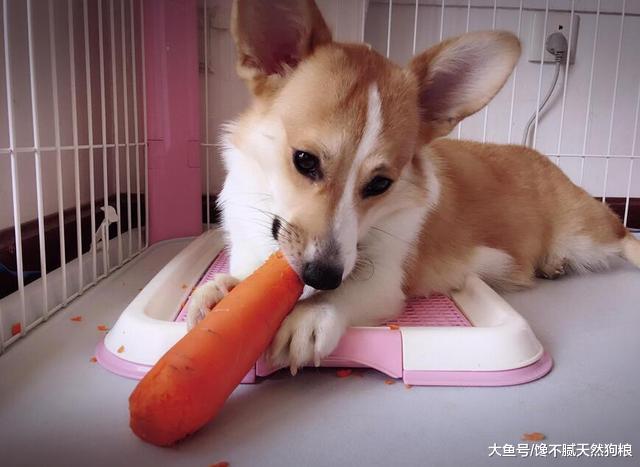 柯基犬毛发很差怎么办？快试试这些方法