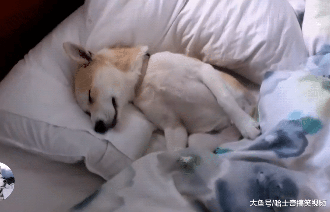 网友刚说带狗子去洗澡，结果它就不见了，找到时主人笑翻了