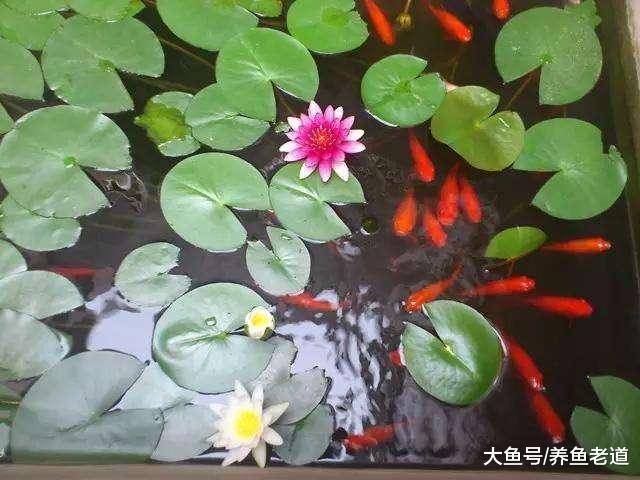 在饲养金鱼的水族箱里，可以铺设底沙或者种植水草吗？