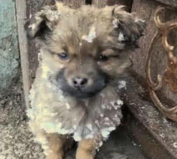 流浪狗雪天躲屋檐下, 翻版卖火柴小女孩, 房主好心收留成家庭成员