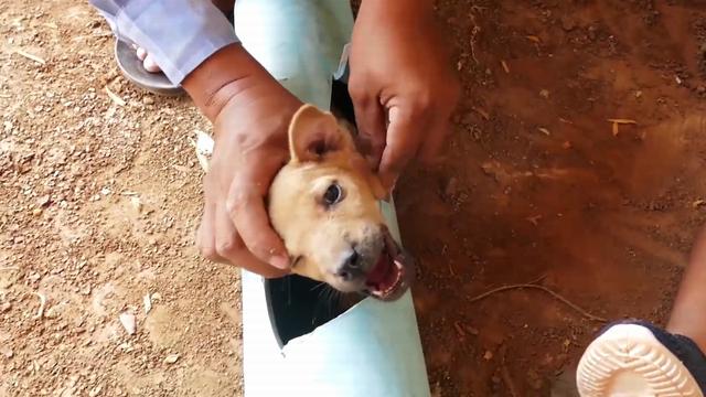 流浪小狗被困管道奄奄一息，父子俩通力营救，最终能否成功？