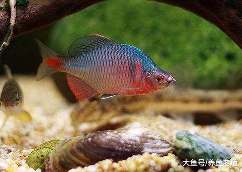 這種小原生魚的繁殖方法很奇特，飼養它們還要在魚缸里養河蚌！