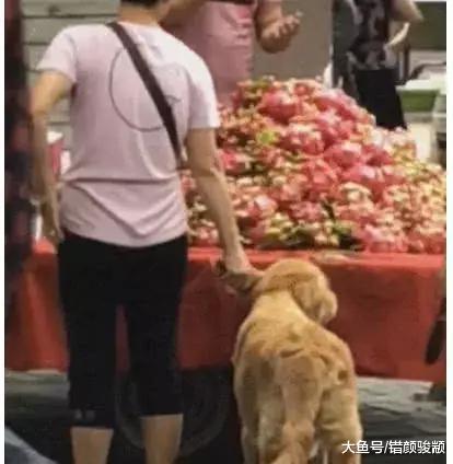 大妈拉着金毛买火龙果 远远看着好像有点异样 靠近一看后笑得腹痛
