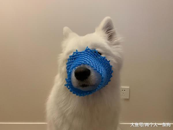 家中猫狗被妈妈使坏捉弄，可爱形象崩塌，萨摩耶软糖：卖羊肉串的