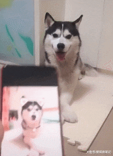 主人测试二哈的智商，结果因“高材生”的身份走红，实力碾压边牧