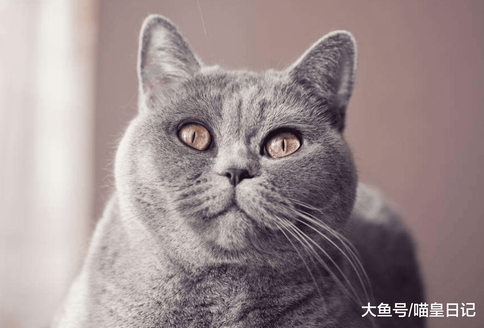喵星人乖巧可爱但唯独不喜欢睡铲屎官准备的猫窝，原因是什么？