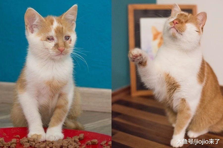 猫咪身世悲惨双眼遭切除, 如今被收养乐观生活成最时髦无眼猫