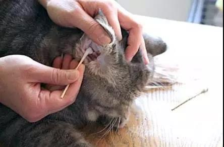 洗耳恭听，猫咪的耳螨一定要去除吗？该怎么做呢？