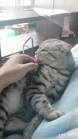 猫咪舔主人指头, 被主人一把拽住舌头, 主人: 你忘了你舌头长刺了